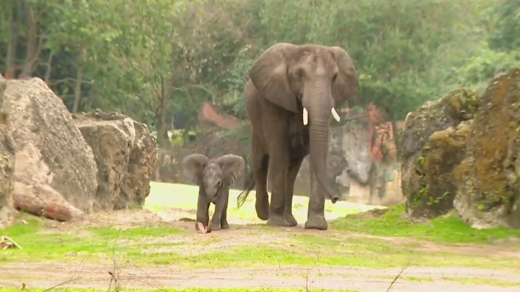 Meet Corra: New elephant born at Disney World